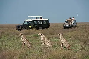 Jeep: Cheetahs - 3 sitting down with tourists watching