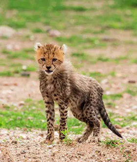 Bare: Cheetahs (Acinonyx jubatus) cub in Serengeti nat