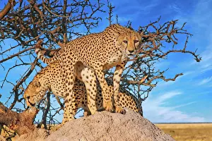 Termite: Cheetahs (Acinonyx jubatus) at Etosha National Park