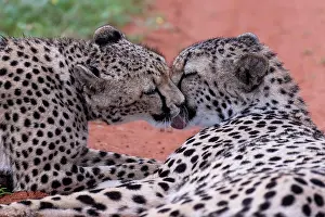 Hardap: Two cheetahs (Acinonyx jubatus) licking their mouths