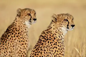 Cheetah: Two cheetahs (Acinonyx jubatus), male, Okonjima
