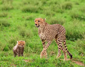 Bare: Cheetahs (Acinonyx jubatus) mother and her cub i