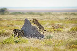 Attack: Cheetahs (Acinonyx Jubatus) play fighting on top
