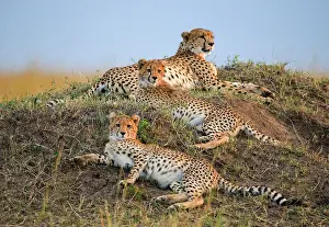 Bare: Three cheetahs (Acinonyx jubatus) in the savanna