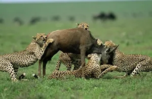 Alyssa Giustozzi: CHEETAHS - Catching young Wildebeest