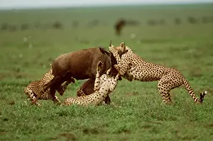 Alyssa Giustozzi: CHEETAHS - catching young Wildebeest / Gnu