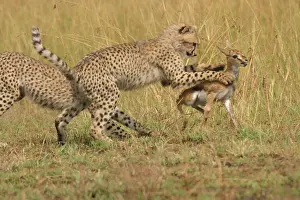 Thomson: Cheetahs - Chasing Thomson's Gazelle