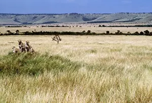Outs: CHEETAHS - group of three in the distance