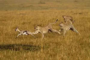 Thomsons: Cheetahs - hunting young Thomson's gazelle -