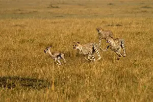 Chasing: Cheetahs - hunting young Thomson's gazelle -