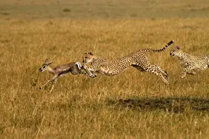 Chasing: Cheetahs - hunting young Thomson's gazelle -