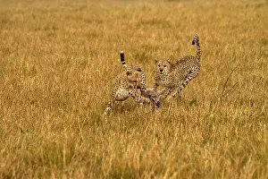 Chasing: Cheetahs - hunting young Thomson's gazelle -