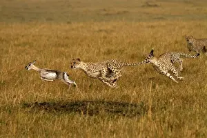 Chasing: Cheetahs - hunting young Thomson's gazelle -