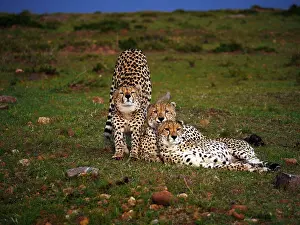 141217: Three Cheetahs in the Masai Mara, Kenya, Africa