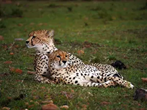 141217: Two Cheetahs in the Masai Mara, Kenya, Africa