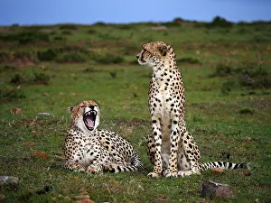 141217: Two Cheetahs in the Masai Mara, Kenya, Africa