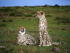 141217: Two Cheetahs in the Masai Mara, Kenya, Africa