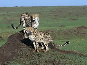 141217: Two Cheetahs in the Masai Mara, Kenya, Africa