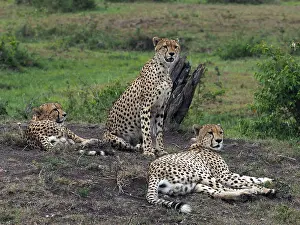 141217: Three Cheetahs in the Masai Mara, Kenya, Africa