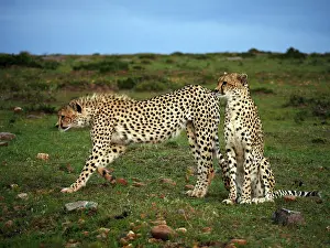 141217: Two Cheetahs in the Masai Mara, Kenya, Africa