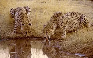 Jubata: Cheetahs - Nervously drinking at waterhole