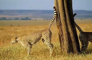 Urinating: CHEETAHS - scent marking
