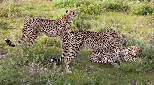 Wolfe: Cheetahs, Serengeti National Park, Tanzania