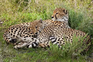 Cuddle: Cheetahs, Serengeti National Park, Tanzania