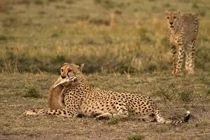 Gazelles: Cheetahs - after a successful hunt - Kenya, Africa