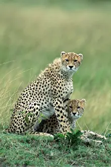 Cheetahs: CHEETAHS - x two