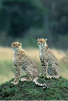 Cheetahs: CHEETAHS - x two, on mound