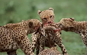 Alyssa Giustozzi: Cheetahs - x three young, learning to kill, tussling