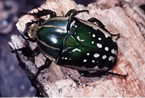 Pascal Goetgheluck: CHELORRHINA BEETLE