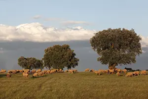 Communities: Chenaie purpose forage and Sheep in Spain