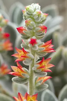 Echeveria: Chenille Plant (Echeveria leucotricha)