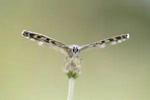 Chequered: Chequered Blue Butterfly (Scolitantides orion)