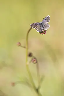 Chequered: Chequered Blue (Scolitantides orion) on a flowe