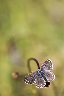 Chequered: Chequered Blue (Scolitantides orion) portrait
