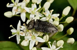 Click: Chequered Click Beetle / feeding on pollen