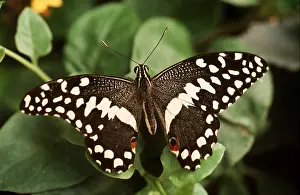 Chris Martin Bahr: Chequered / Lime Swallowtail Butterfly