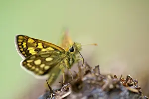 Chequered: Chequered Skipper