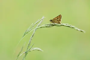 Chequered: Chequered Skipper