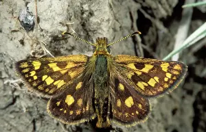 Chequered: Chequered Skipper BUTTERFLY