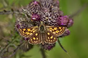 Lepidopterae: Chequered Skipper - on marsh thistle