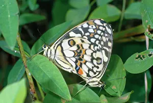 Chequered: Chequered Swallowtail Butterfly - mating