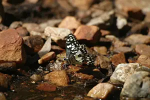 Chequered: Chequered Swallowtail - drinking in stream