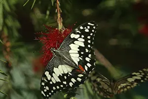 Chequered: Chequered Swallowtail - Host plant is Emu Foot