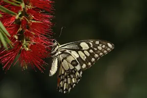 Chequered: Chequered Swallowtail - Host plant is Emu Foot