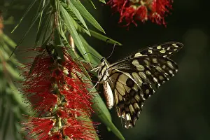 Chequered: Chequered Swallowtail - With proboscis extended