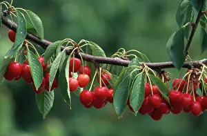 Orchards: Cherries on a Branch